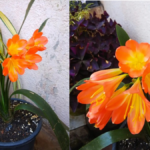 How to Take Care of Clivia Plant