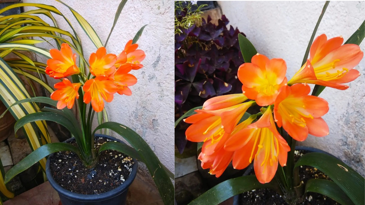 How to Take Care of Clivia Plant