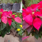 Poinsettia Plant Care