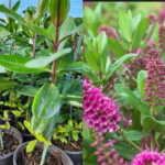 How to Take Care of Hebe Plant