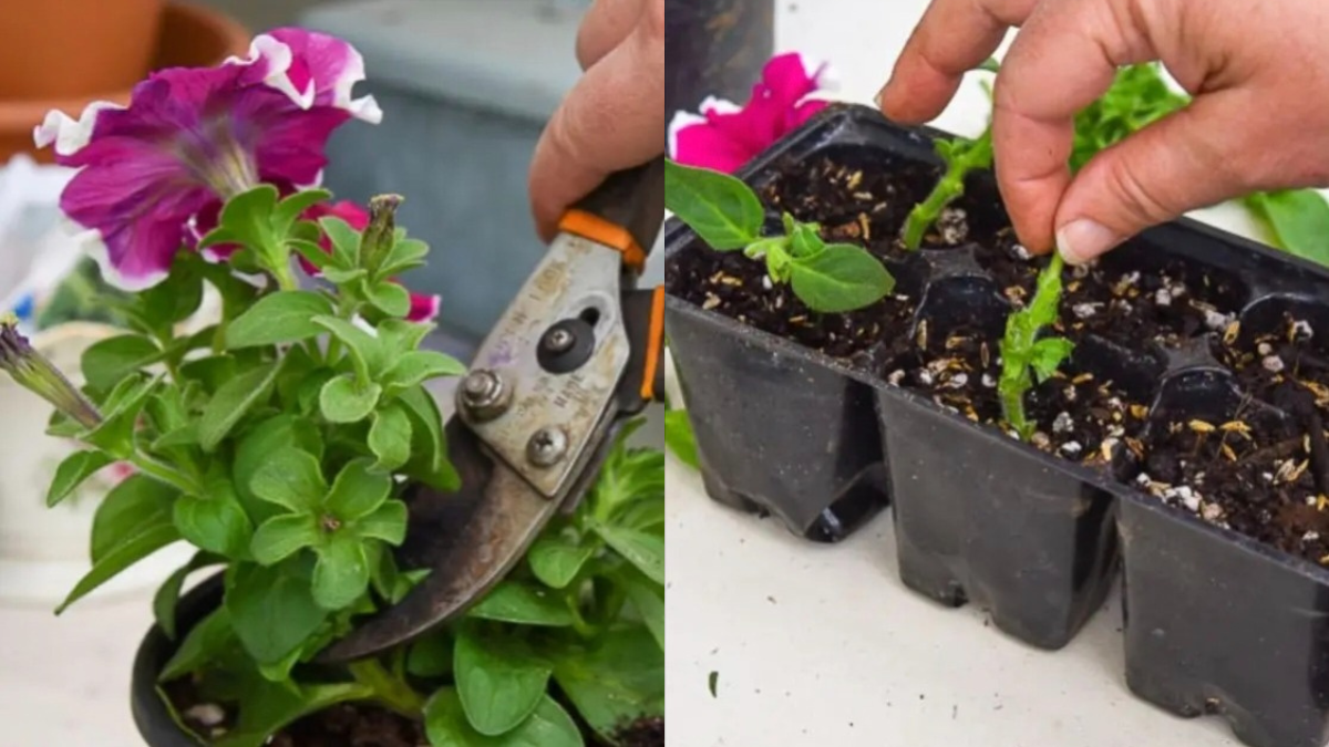 How to Propagate Petunias from Cuttings