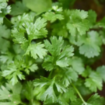 How to propagate parsley from cutting