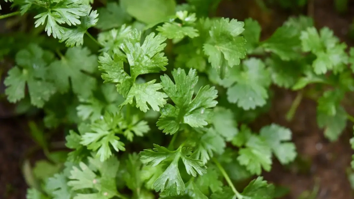 How to propagate parsley from cutting