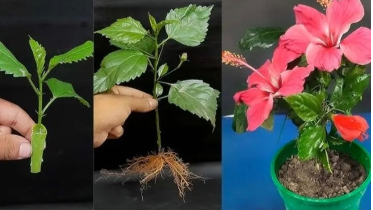 How to Propagate Hibiscus Cuttings in Water
