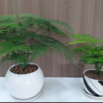 How to Take Care of Asparagus Fern Plant