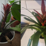 Bromeliad Plant Care Indoors