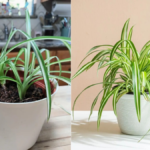 How to Take Care of a Spider Plant