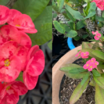 How to Propagate Crown of Thorns Plant