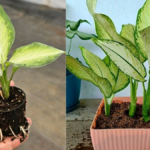 Dieffenbachia Plant Care,