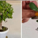 How to Take Care of a Jade Plant