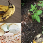 Homemade Fertilizer for Indoor Plants