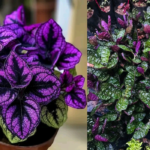 Purple Waffle Plant Care