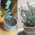 How to Care for a Eucalyptus Plant