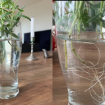 How I Grow Rosemary from Cuttings in Water