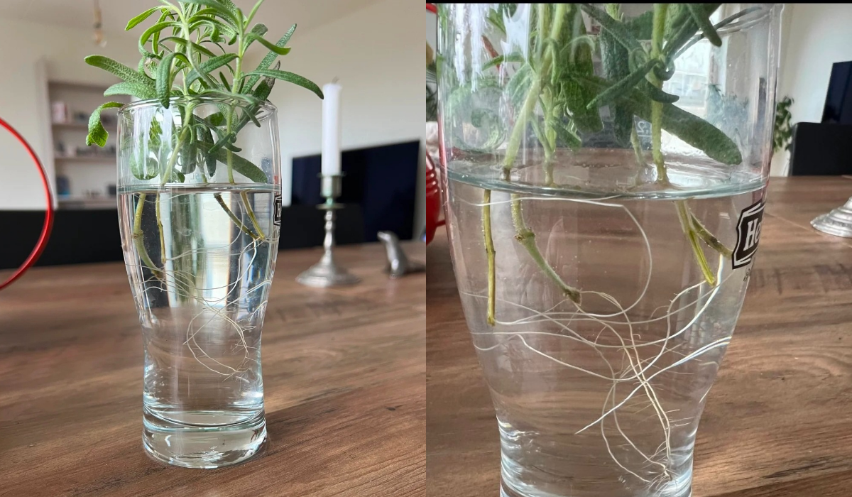How I Grow Rosemary from Cuttings in Water