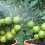 Best Fertilizer for Lemon Trees