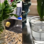 How to Propagate a Christmas Cactus in Water