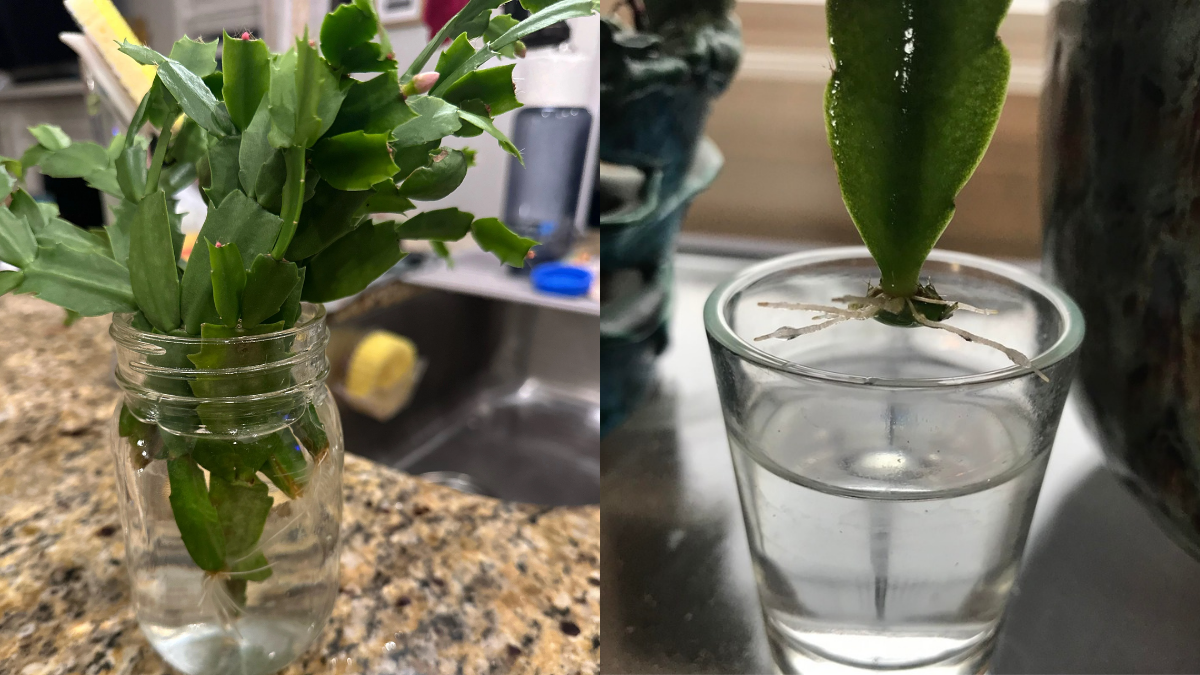 How to Propagate a Christmas Cactus in Water