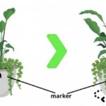 Rotate Indoor Pots for Even Growth,