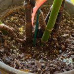 Check soil moisture before watering