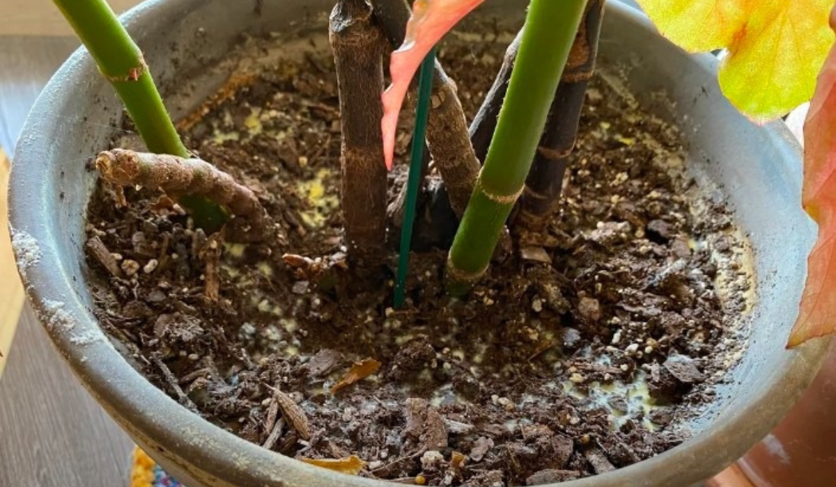 Check soil moisture before watering