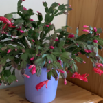 How to Grow Christmas Cactus Indoors