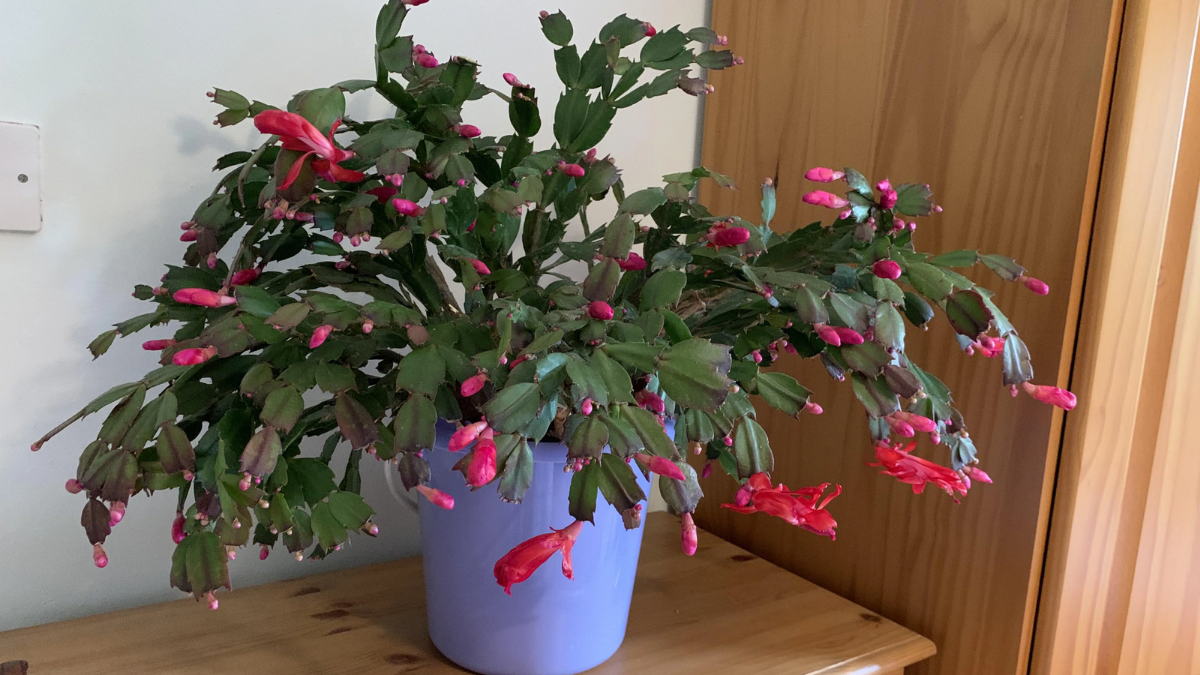 How to Grow Christmas Cactus Indoors