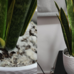 How to Grow Snake Plant Indoors in Winter