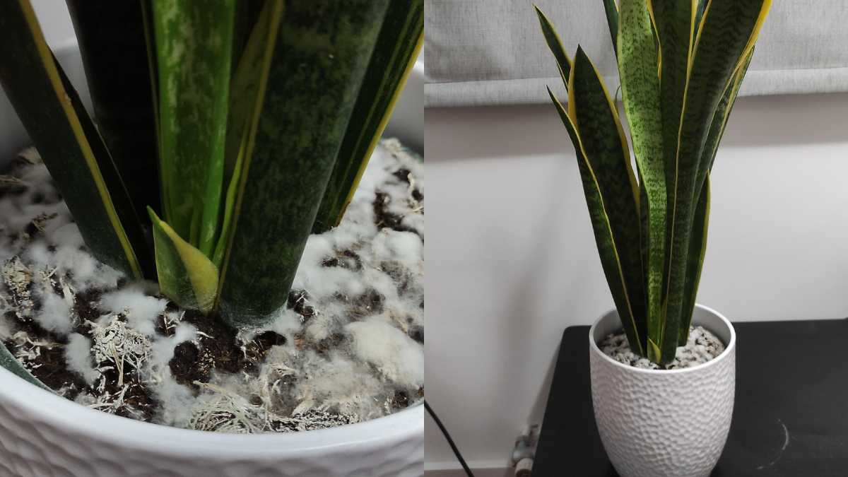 How to Grow Snake Plant Indoors in Winter