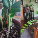 ZZ Plant Winter Care