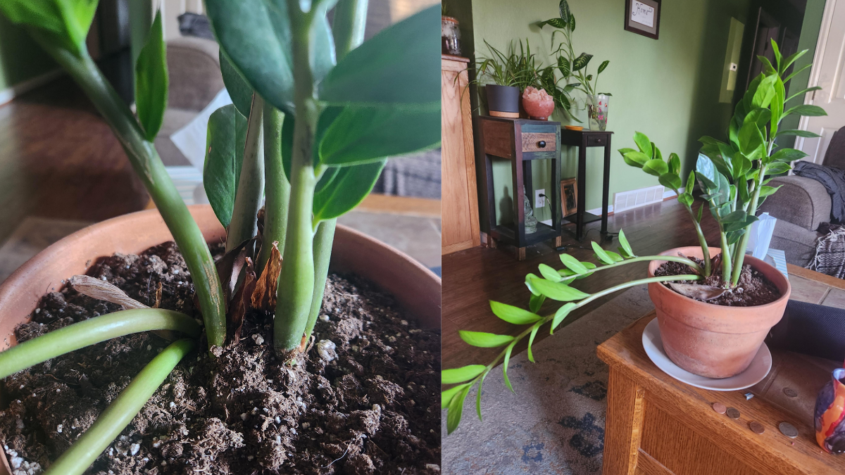 ZZ Plant Winter Care