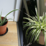 Spider Plant Winter Care