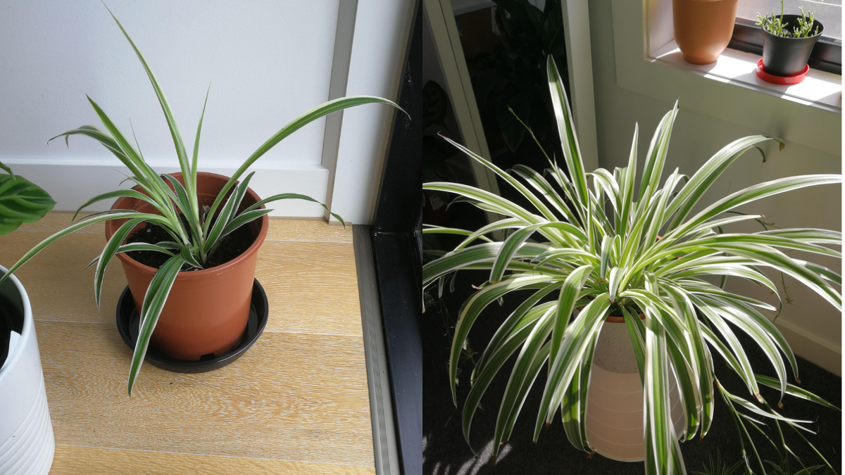 Spider Plant Winter Care
