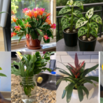 Fast Growing Indoor Plants