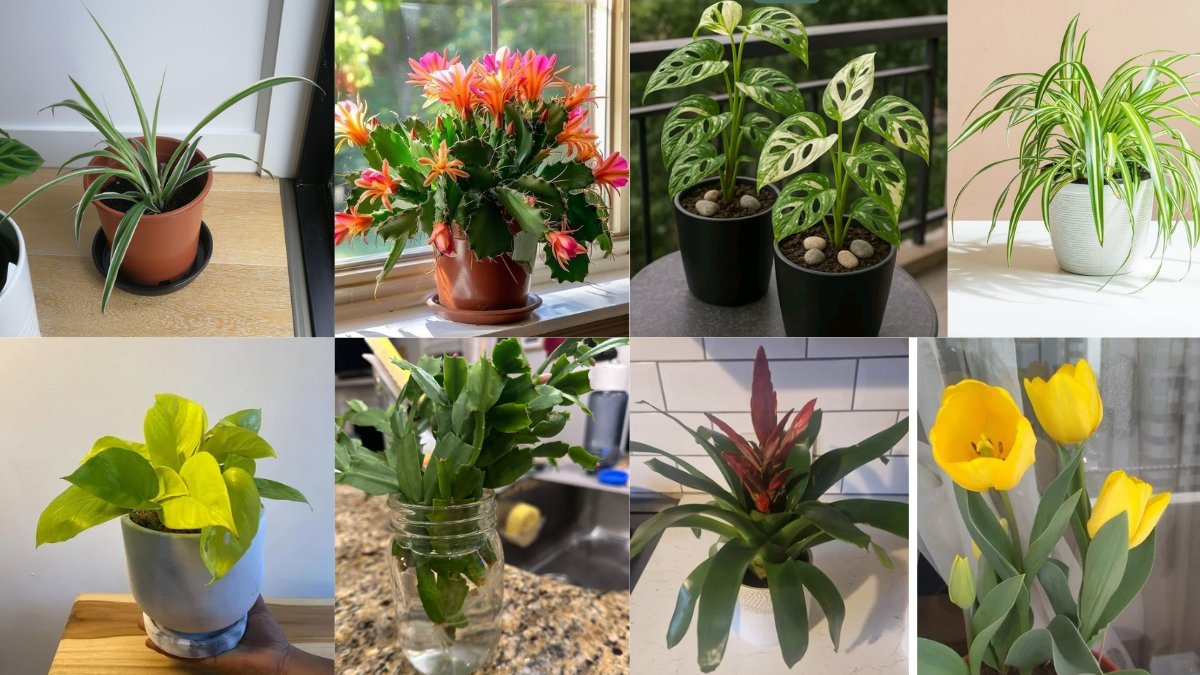 Fast Growing Indoor Plants