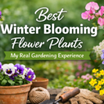 Best Winter Blooming Flower Plants