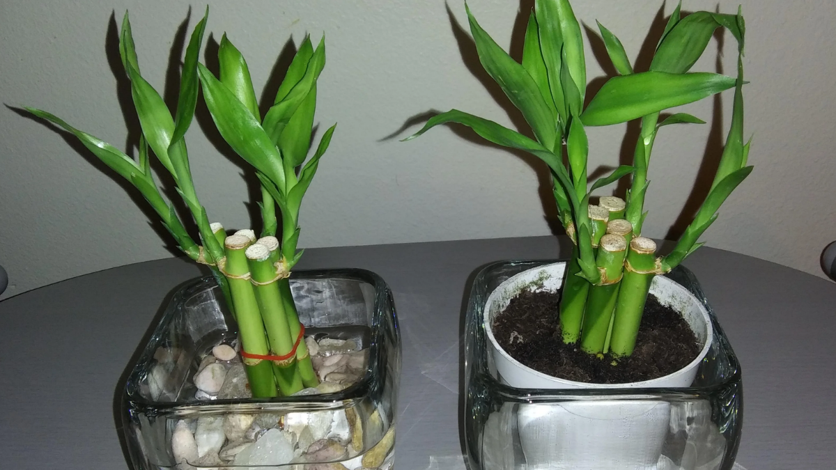 How to Take Care of a Bamboo Plant in Water