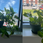 Pothos Winter Care
