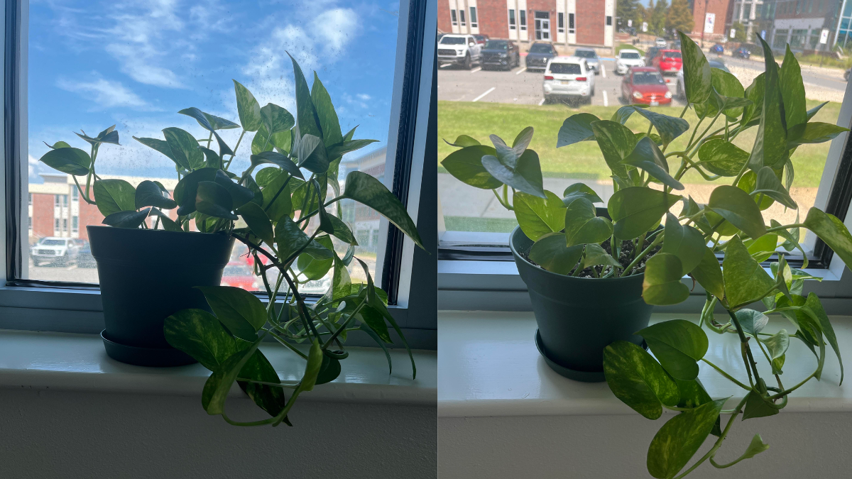 Pothos Winter Care