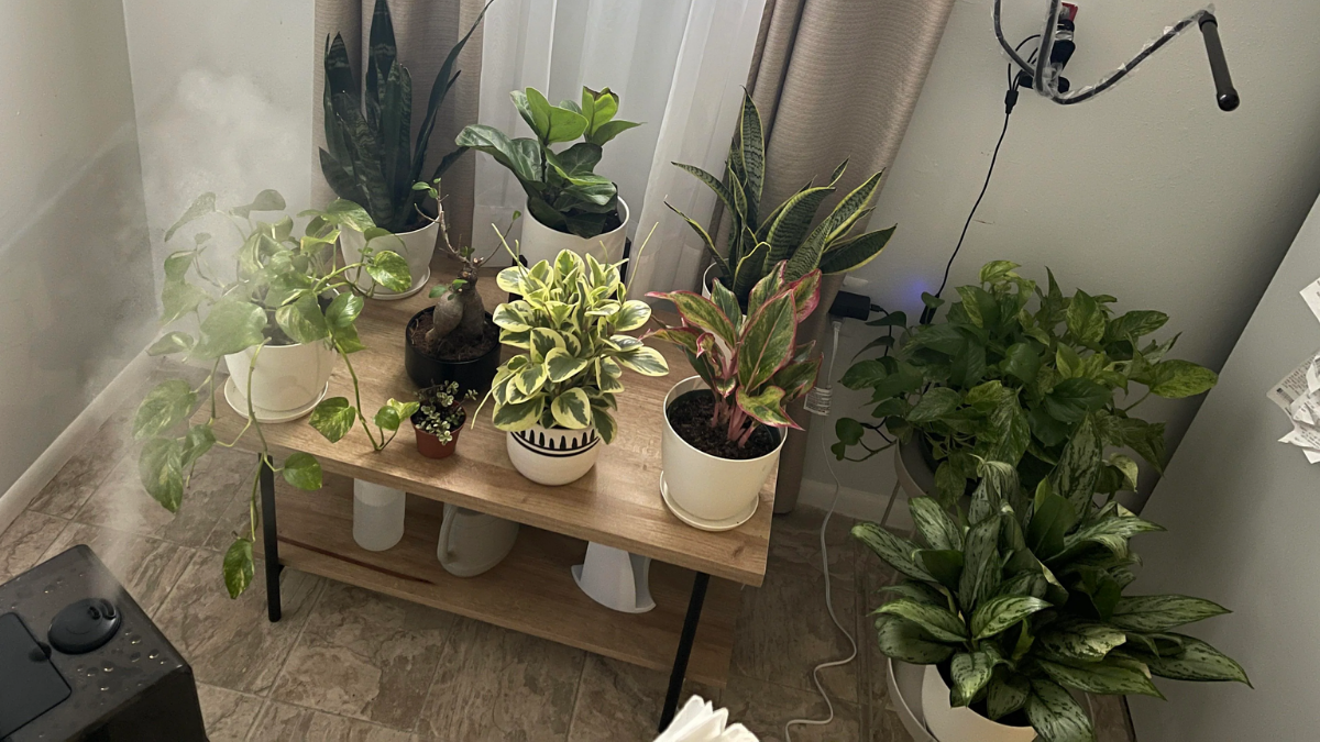 Best Indoor Plants for Homes and Apartments
