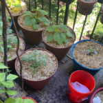 Start an Urban Garden