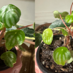 Watermelon Peperomia plant care