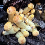 How to Grow Mushroom at Home