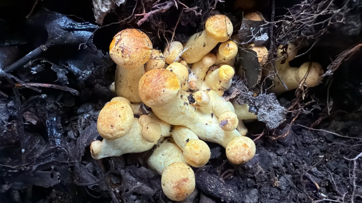 How to Grow Mushroom at Home