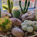 Cactus Plant Care Guide 2026