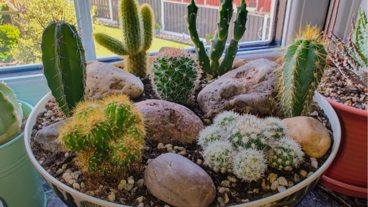 Cactus Plant Care Guide 2026