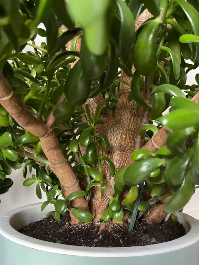 jade plant care tips