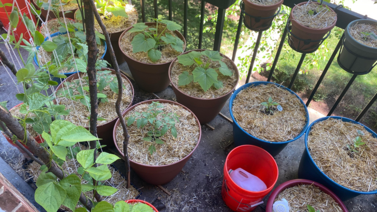 How to Grow Your Own Herbs in 2026