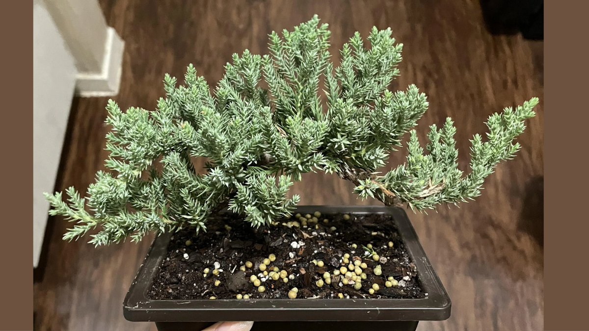 How to Care for a Bonsai Tree 2026