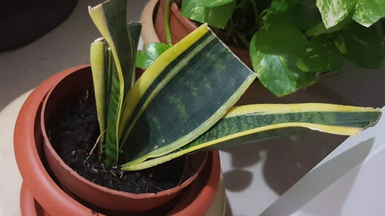 Snake Plant Care Guide